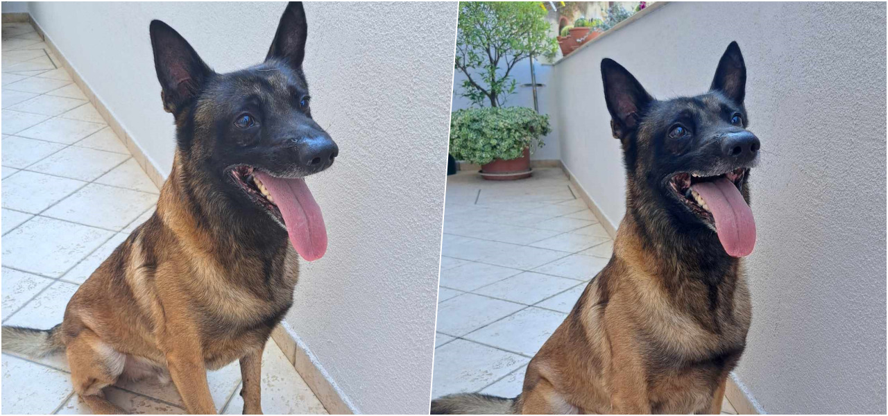 Traži se vlasnik belgijskog ovčara, jutros je pronađen u gruškom parku
