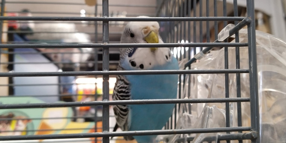 Pronađena izgubljena tigrica u Gružu, ekipa iz dubrovačkog pet shopa se potrudila da je na sigurnome