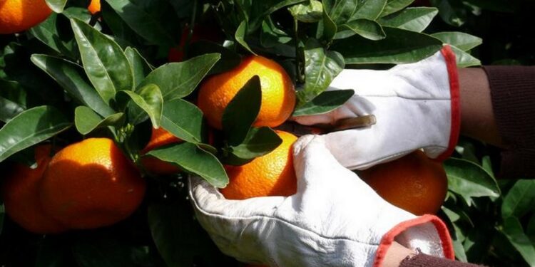 Proizvođači mandarina i dalje muku muče s radnom snagom