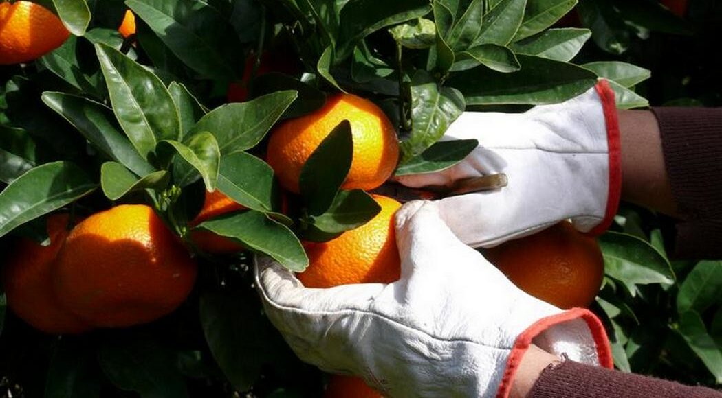 ZAVRŠILE U BIH U neretvanskim mandarinama ponovno pronađen opasni pesticid