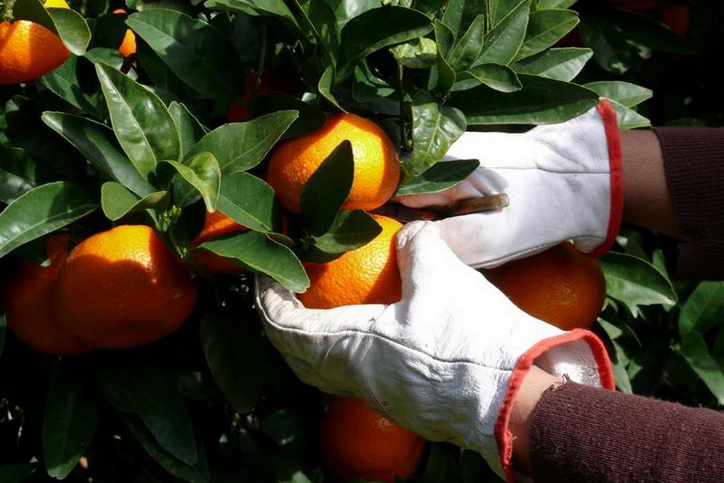 Srbija uništila sporne mandarine iz Hrvatske