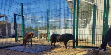 MINISTARSTVO POTVRDILO! Dubrovnik dobio azil za životinje, psi u potpunosti premješteni sa Žarkovice