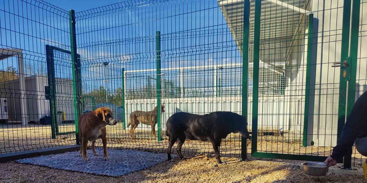 REVIZIJA U ŠOKU: Pse prevozili privatnim autima (službena stoje), radi se od kuće, plaća i kupuje bez razloga...
