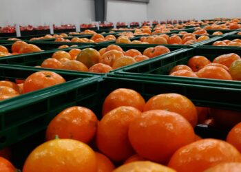 Hoće li ovo riješiti problem proizvođača mandarina?