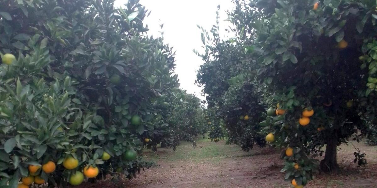 POVJERENSTVO ZA MANDARINE ODLUČILO: Evo koje se sorte smiju brati, a ostalo na čekanju