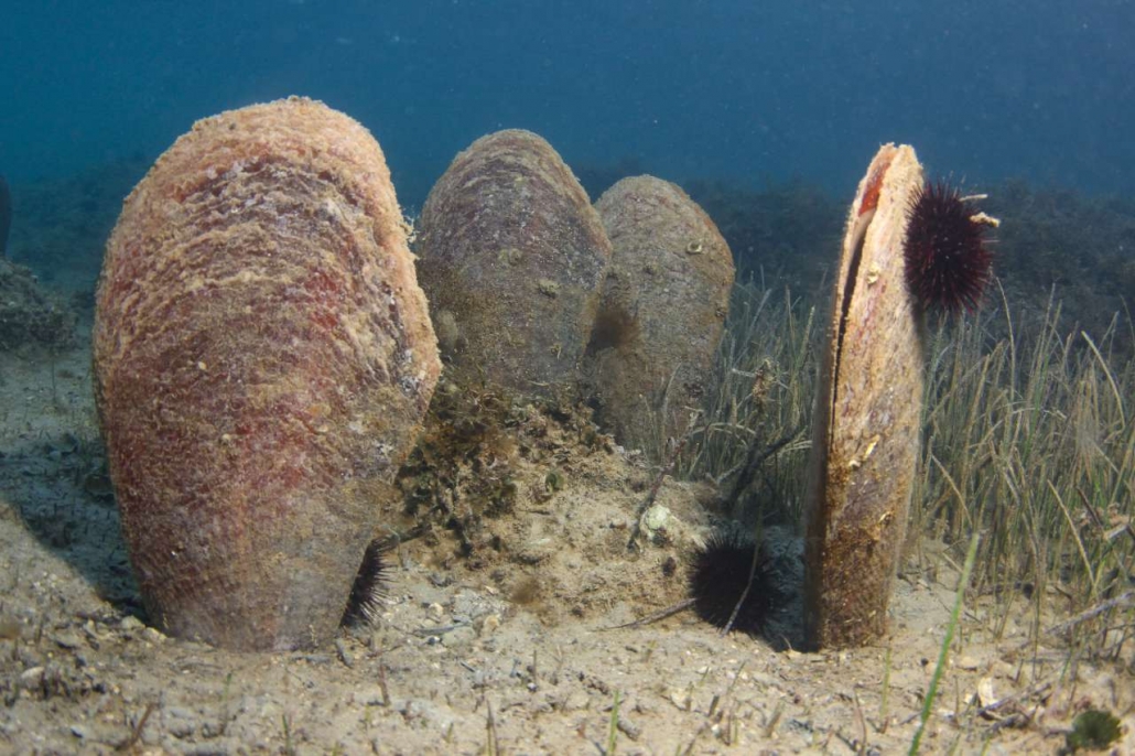 SPAS OD IZUMIRANJA Deset je godina od pomora periski, mogu li se razmnožiti nove?