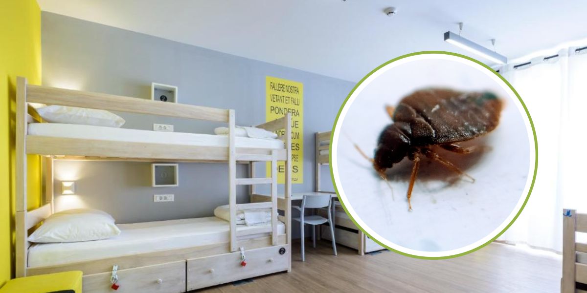 Hostel iz pakla u Dubrovniku! Goste napadaju stjenice, bježe glavom bez obzira!