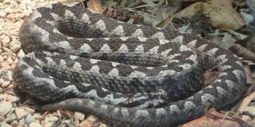 Kako preživjeti susret s poskokom? Ovo definitivno morate znati prije odlaska u prirodu