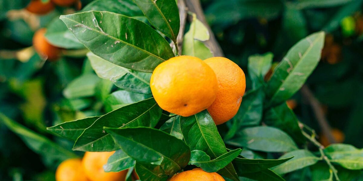 Neretvanski uzgajivač mandarina ogorčen, napušta proizvodnju: "Bolje da sam ih zapalio nego dao njima"