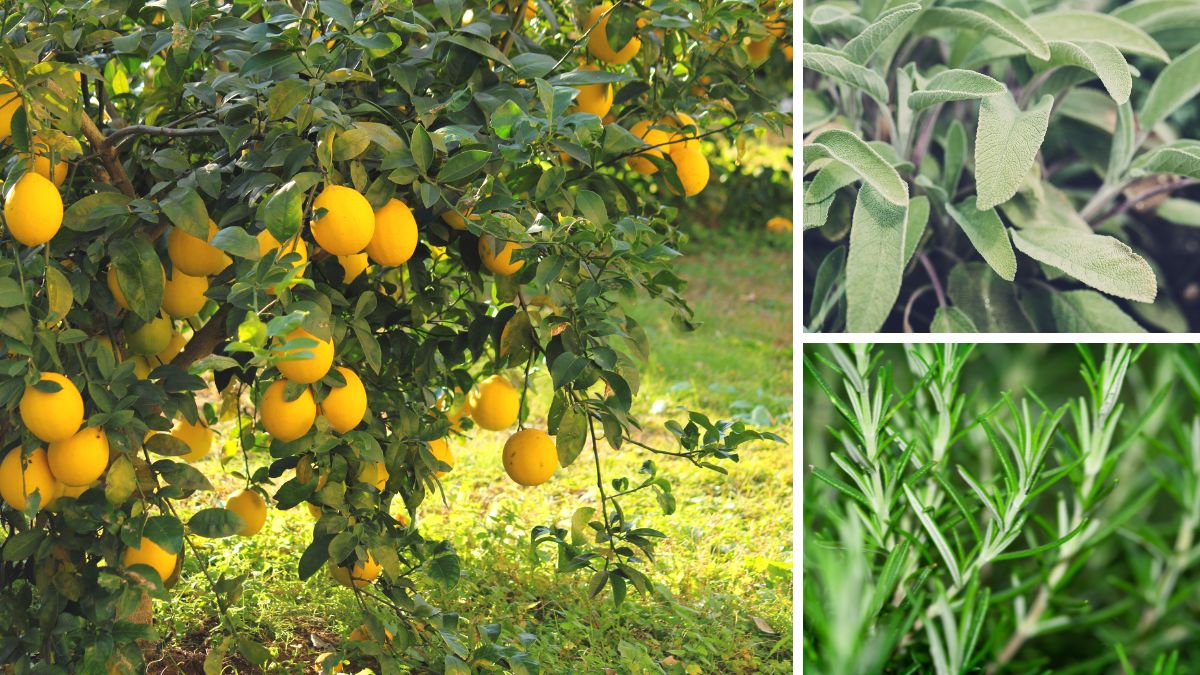 Ulaz u grad na Neretvi uskoro će mirisati po ružmarinu, kadulji i citrusima