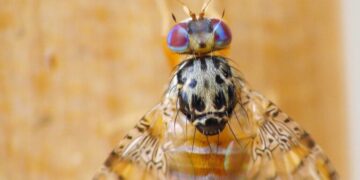 POJAVILA SE: Evo koliko sredozemnih voćnih muha je ulovljeno prošlog tjedna. Zabrinjavajuće?