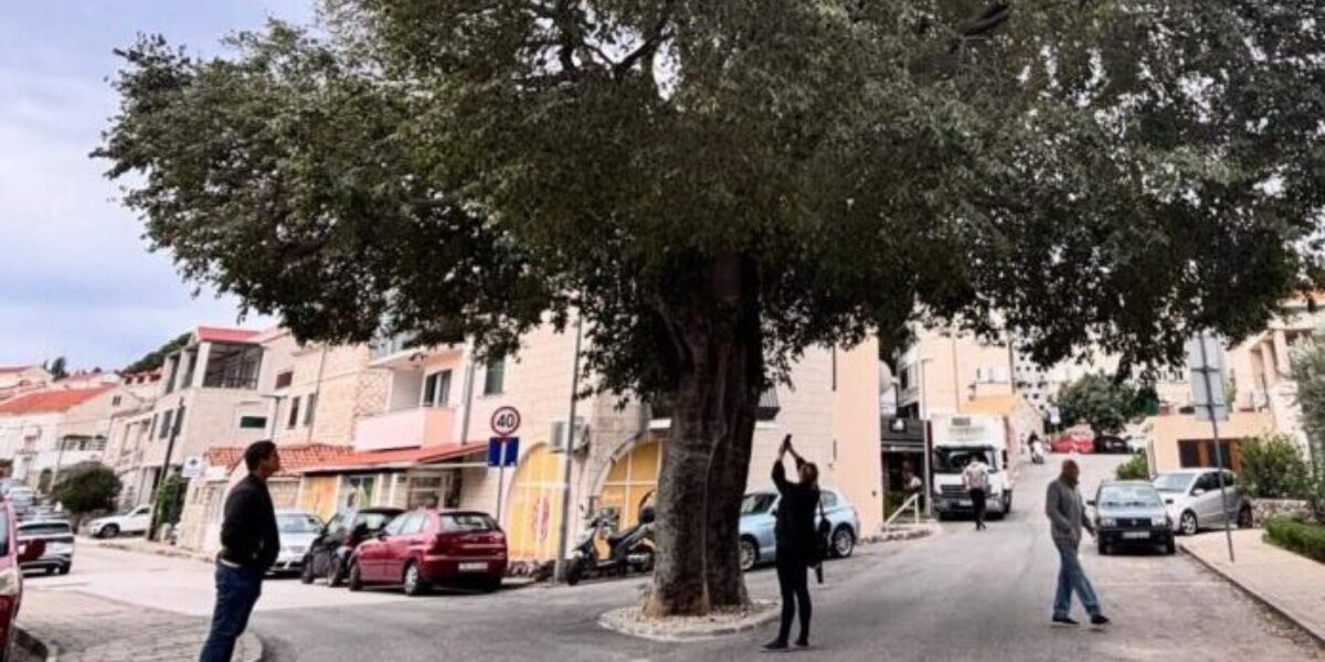 Velika košćela nažalost odlazi iz Lapada