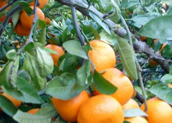 Tvrtka iz Metkovića pod istragom zbog odnosa s dobavljačima mandarina