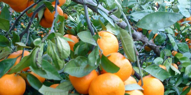 Tvrtka iz Metkovića pod istragom zbog odnosa s dobavljačima mandarina