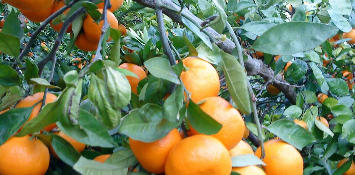 Tvrtka iz Metkovića pod istragom zbog odnosa s dobavljačima mandarina