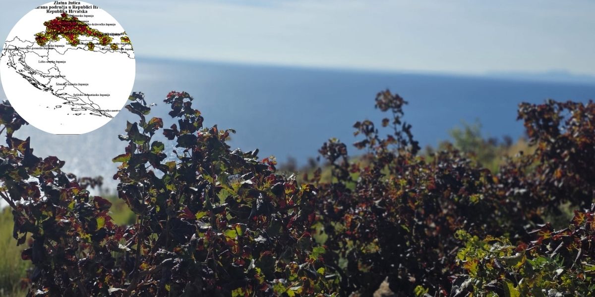 NAKON LUMBARDE, ALARM I NA PELJEŠCU Uzrokuju li sušenje lista temperature iznad 42 stupnja ili je stigla zlatna žutica?