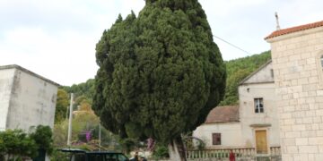 MISTERIJ ČEMPRESA Tužno stablo groblja ili stablo života, najstariji europski je tu, na otoku
