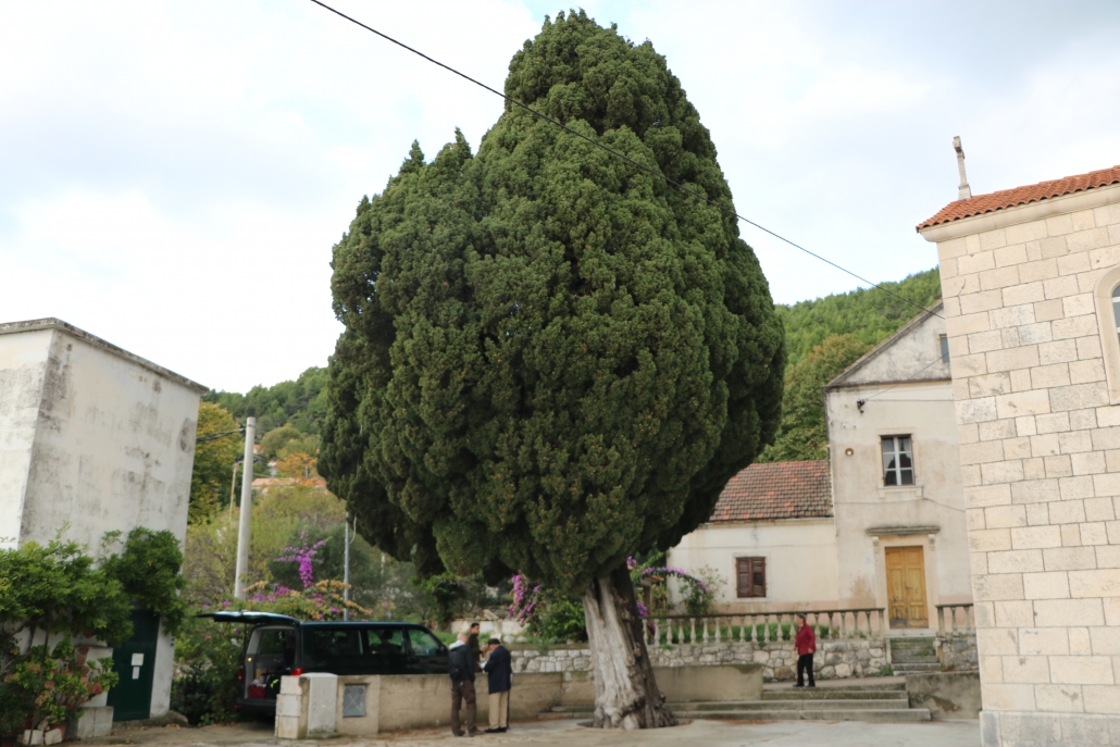 MISTERIJ ČEMPRESA Tužno stablo groblja ili stablo života, najstariji europski je tu, na otoku