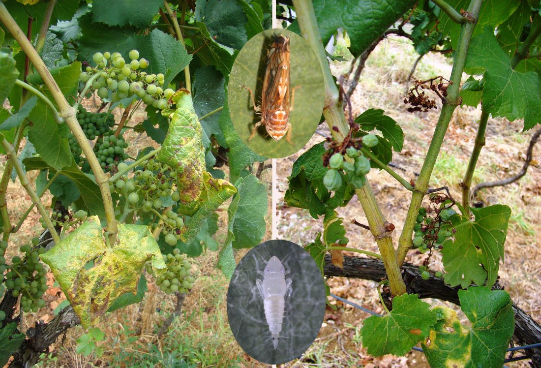 Pošast hara Hrvatskom i opasno prijeti slomom, jesu li krivi vikend vinogradari?