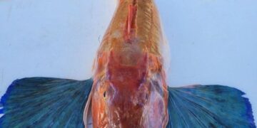 Bakalar vam je preskup? Otočani znaju blagdansku alternativu