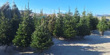 NORDIJSKA JELA ILI SMREKA Evo što se sve nudi i po kojoj cijeni