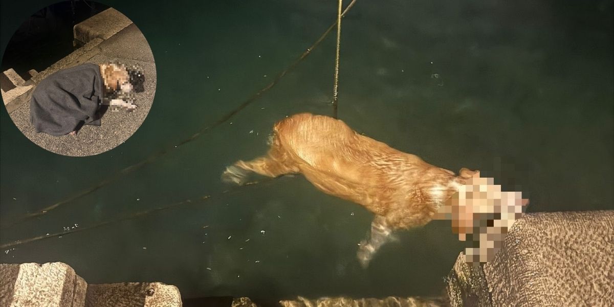 KORČULANSKI VATROGASCI Spasili psa od utapanja, nećete vjerovati za koliko minuta!