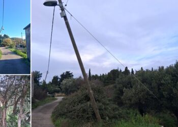 [FOTO] Evo kako Elektrojug rješava probleme na otocima: maslina kao nijemi svjedok nebrige