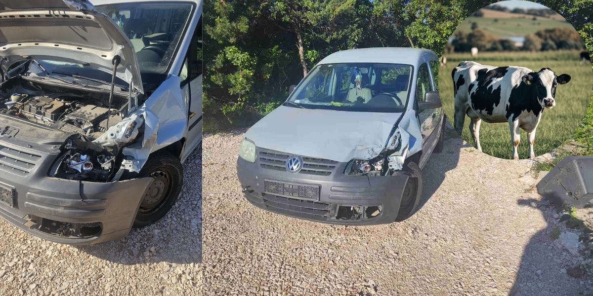 "KRAVA PARADOKS" Nisu divljač, nemaju vlasnika, razbijaju auta, a štetu plaćaju vozači