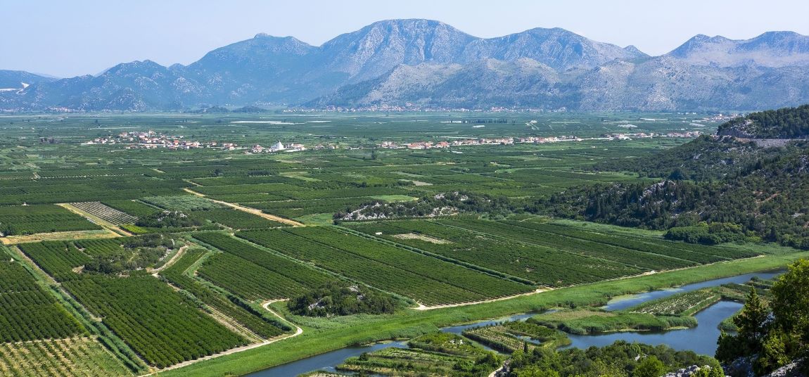 Suša odnijela trećinu uroda agruma: Za Opuzen proglašena prirodna nepogoda