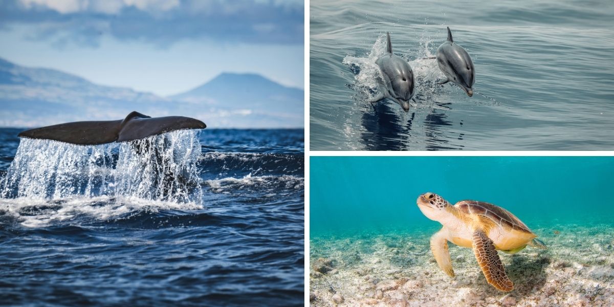 Ima li u Jadranu ulješura ili velikih sjevernih kitova? Pratit ćemo ih iz aviona