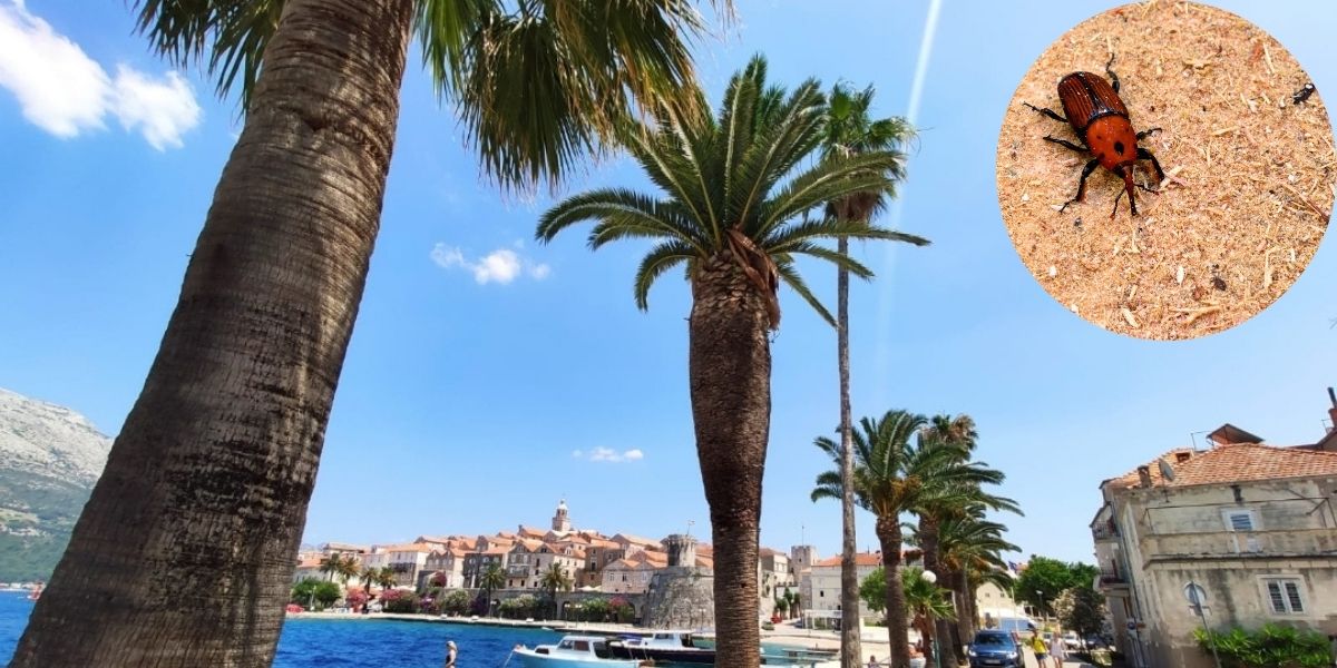 POMOR PALMI Hoće li Dalmacija, nakon periska, ostati bez još jednog prepoznatljivijeg simbola?