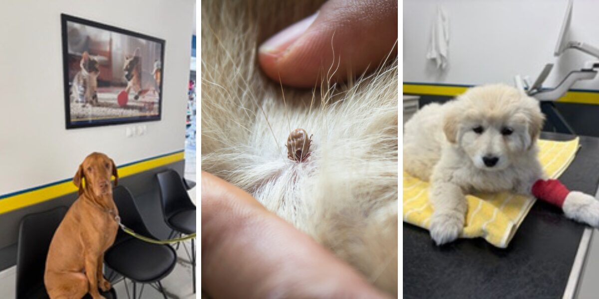 Veterinarka pojasnila: ‘Krpelja je važno s ljubimca maknuti u prva 24 sata. Ovo je glavni razlog.’