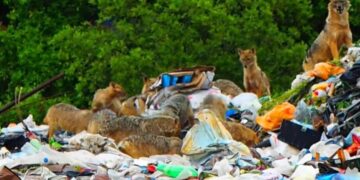 ŠOKANTNO Na divljem odlagalištu mještani su organizirali gozbu za – čagljeve