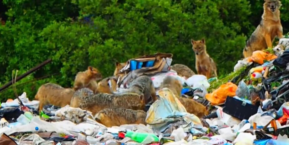 Video o otpadu na Pelješcu izazvao reakcije, načelnik Trpnja: Nismo upoznati s lokacijom
