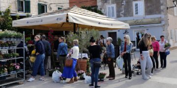 Orebić jutros u znaku cvijeća – prizori koji su oduševili posjetitelje (FOTO)