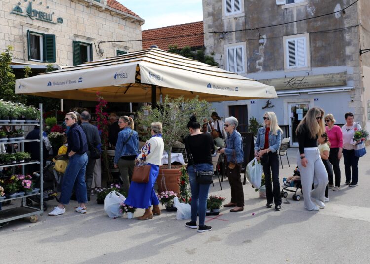Orebić jutros u znaku cvijeća – prizori koji su oduševili posjetitelje (FOTO)