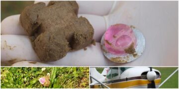 Počela vakcinacija lisica: mamci stižu i na jug, ne dirajte ih ako ih pronađete