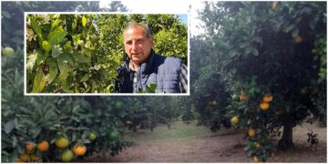 Voćari upozoravaju: Bez ove mjere budućnosti za uzgoj mandarina u neretvanskoj dolini – nema