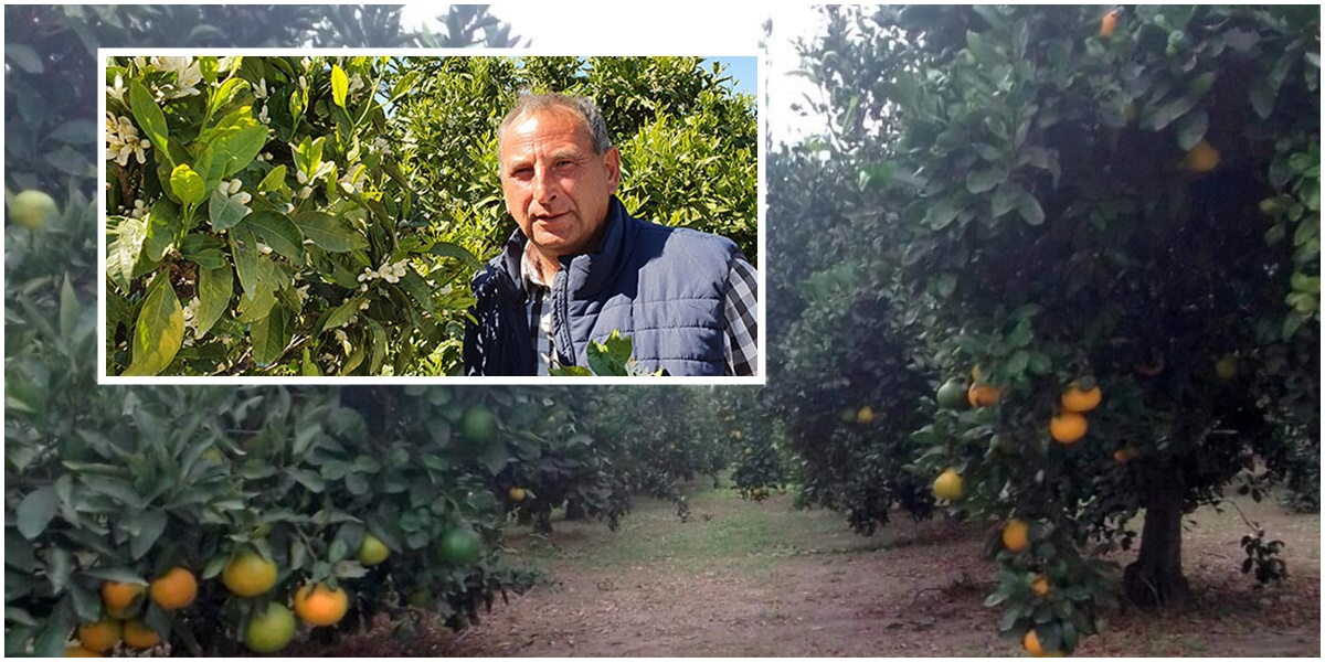 Voćari upozoravaju: Bez ove mjere budućnosti za uzgoj mandarina u neretvanskoj dolini - nema