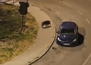 Divlje svinje u noćnom điru Mokošicom (VIDEO)