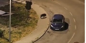 Divlje svinje u noćnom điru Mokošicom (VIDEO)