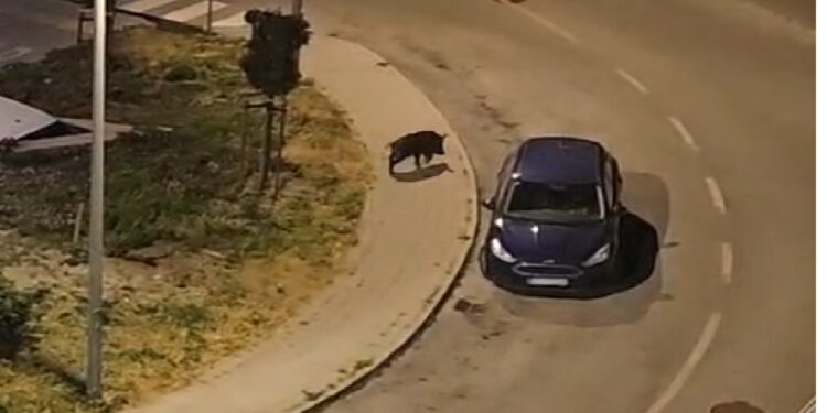 Divlje svinje u noćnom điru Mokošicom (VIDEO)