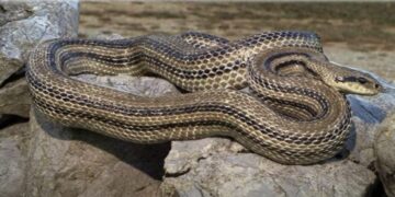 Kakve veze imaju zmije i iscjelitelji? Što je istina, a što konavoski mitovi o toj fascinantnoj životinji