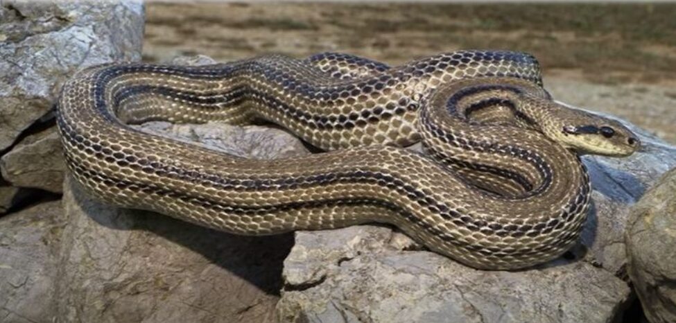 Kakve veze imaju zmije i iscjelitelji? Što je istina, a što konavoski mitovi o toj fascinantnoj životinji