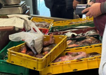 Stigli zabinjavajući podaci o ribi iz Jadrana, mnogi nemaju pojma što jedu