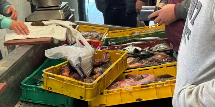 Stigli zabinjavajući podaci o ribi iz Jadrana, mnogi nemaju pojma što jedu