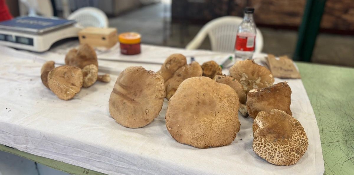 POTRAGA ZA ŠUMSKIM BLAGOM: Gdje i kada na jugu Hrvatske pronaći kralja gljiva?
