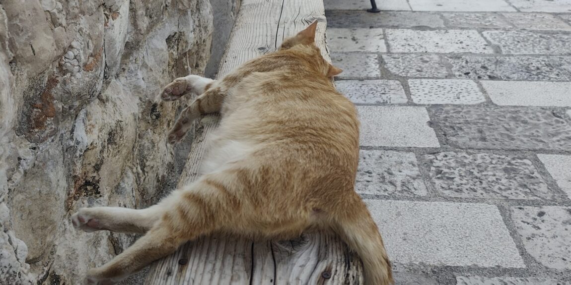 BOLNI MJAU Lokalna mačka ponovno dobila bitku protiv ljudske potrebe da je dira baš svatko tko je vidi