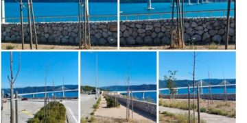 Brine li se uopće itko o hortikulturi na Pelješkom mostu, stabla su mrtva i osušena