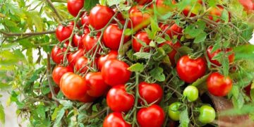 Nova ljetna dijeta zaludjela je društvene mreže, a nutricionistica otkriva što se zapravo događa s tijelom